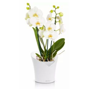 LECHUZA ORCHIDEA Hvid