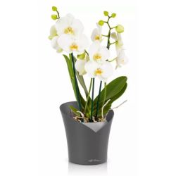 LECHUZA ORCHIDEA Skiffer
