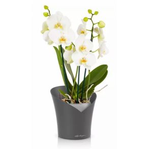 LECHUZA ORCHIDEA Skiffer