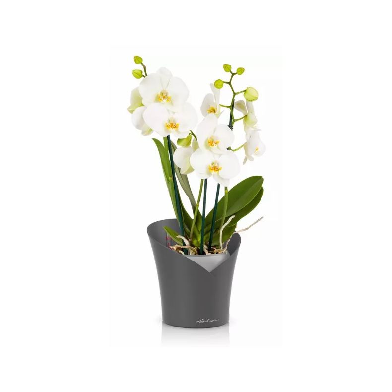 LECHUZA ORCHIDEA Skiffer