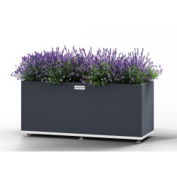 Regtangular Wolf - large