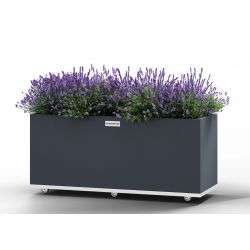 Regtangular Wolf - large