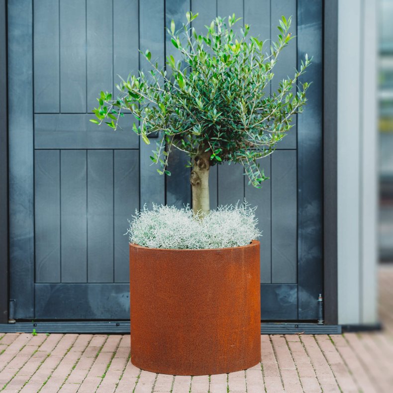 Plantekrukke Myy