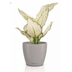 Classico Color Deco - Sandbrun