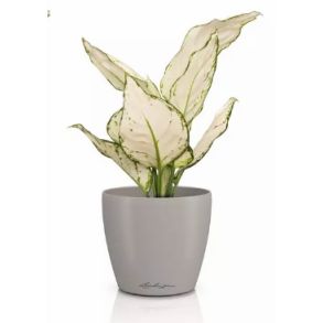 LECHUZA CLASSICO Color Deco - Sandbrun