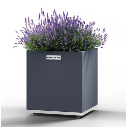 Square Wolf - medium