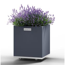 Square Wolf - medium