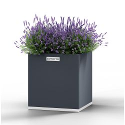 Square Wolf - medium