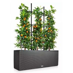 LECHUZA TRIO Cottage - graphite black