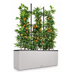 LECHUZA TRIO Cottage - Lys gr