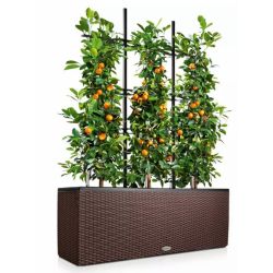 LECHUZA TRIO Cottage - Mocca