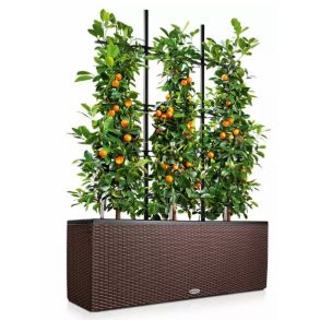 LECHUZA TRIO Cottage - Mocca