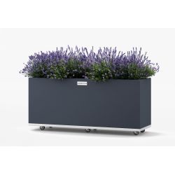 Regtangular Wolf - large