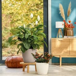 LECHUZA CLASSICO Color Hvid