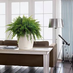 LECHUZA CLASSICO Color Sandbrun