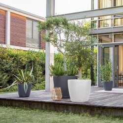 LECHUZA CLASSICO Color Lys gr