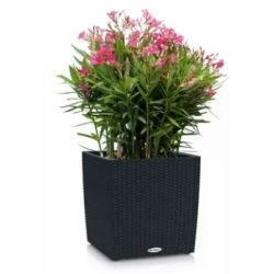 LECHUZA CUBE Cottage Graphite black