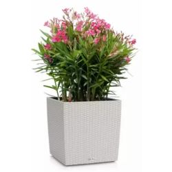 LECHUZA CUBE Cottage Lys gr