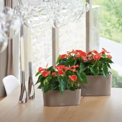 LECHUZA DELTA Koksgr