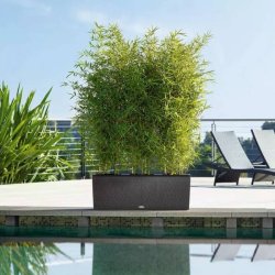 LECHUZA TRIO Cottage - graphite black