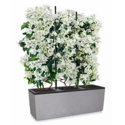 LECHUZA TRIO Stone - Gr